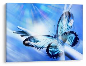 Obraz - Motýl, symbol naděje (70x50 cm)