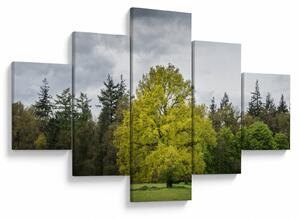 Obraz zeleného stromu uprostřed pole (125x70 cm)