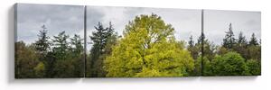 Obraz zeleného stromu uprostřed pole (170x50 cm)