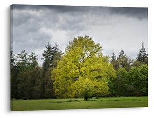 Obraz zeleného stromu uprostřed pole (70x50 cm)