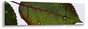 Obraz - List růže (170x50 cm)
