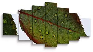 Obraz - List růže (210x100 cm)