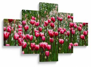 Obraz tulipánů (125x70 cm)