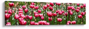 Obraz tulipánů (170x50 cm)