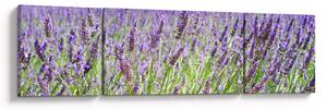Obraz pole s levandulemi (170x50 cm)