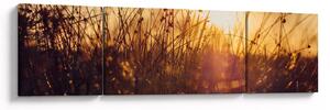 Obraz pole při západu slunce (170x50 cm)