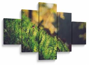 Obraz mechu s houbou (125x70 cm)