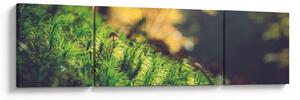 Obraz mechu s houbou (170x50 cm)