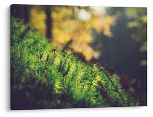 Obraz mechu s houbou (70x50 cm)