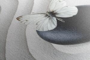 Obraz bílý motýl na černém kameni