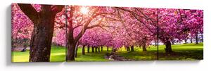 Obraz rozkvetlých třešní, Hurd Park, Dover, New Jersey (170x50 cm)