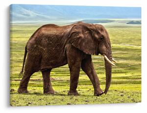 Obraz slona (70x50 cm)