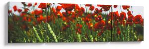 Obraz vlčích máků ve větru (170x50 cm)