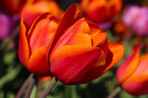 Fototapeta nádherné tulipány na louce