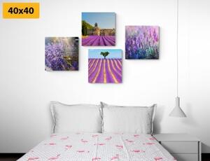 Set obrazů levandulové bohatství - 4x 40x40 cm