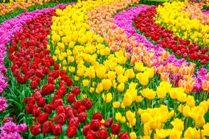 Fototapeta zahrada plná tulipánů