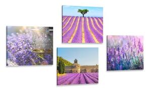 Set obrazů levandulové bohatství - 4x 40x40 cm