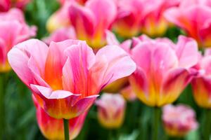 Fototapeta louka růžových tulipánů