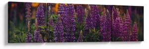 Obraz květů vlčího bobu (170x50 cm)