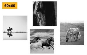 Set obrazů pro milovníky koní v černobílém provedení - 4x 40x40 cm