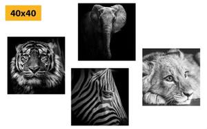 Set obrazů divoká zvířata v černobílém provedení - 4x 40x40 cm