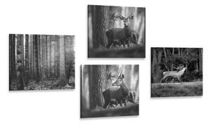 Set obrazů lesní zvířata v černobílém provedení - 4x 60x60 cm
