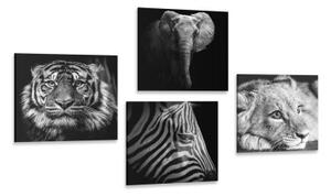 Set obrazů divoká zvířata v černobílém provedení - 4x 40x40 cm