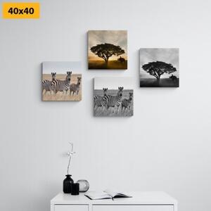 Set obrazů zvířata žijící na Savanu - 4x 40x40 cm