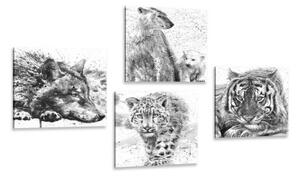 Set obrazů zvířata v černobílém akvarelovém provedení - 4x 40x40 cm