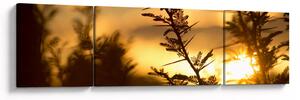 Obraz - Slunce zapadající za stromy (170x50 cm)