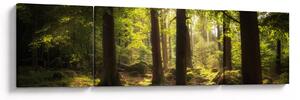 Obraz snového lesa (170x50 cm)