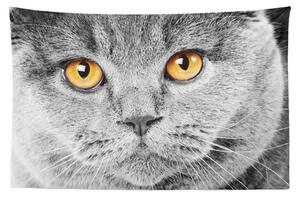 Tapestr Kočičí pohled
