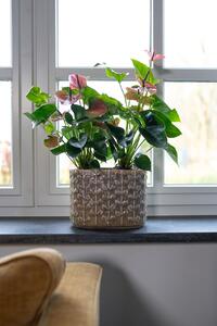 Ter Steege Obal Belle beach D26x13 H19