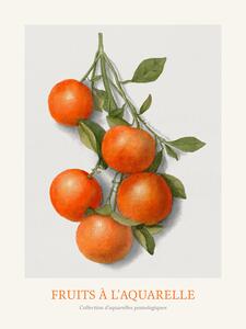 Obrazová reprodukce Oranges (Watercolour Kitchen Fruit), (30 x 40 cm)