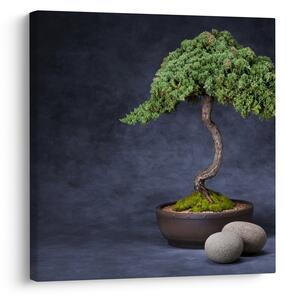 Obraz - Bonsai (30x30 cm)
