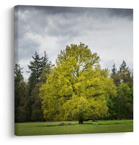 Obraz zeleného stromu uprostřed pole (30x30 cm)