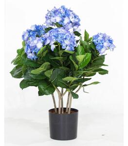 HYDRANGEA - Hortenzie, modrá Výška: 53 cm