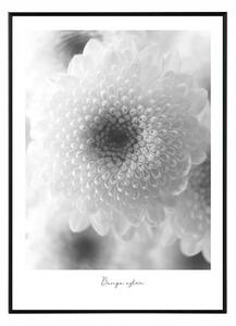Flower bunga aster - 30x40 cm Obraz