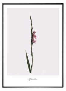 Gladioli - 50x70 cm Obraz
