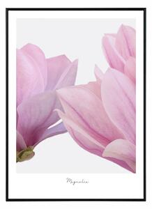 Fancy Magnolia - 30x40 cm Obraz