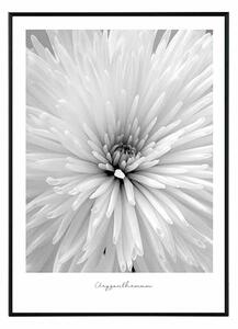Flower chrysanthemum - 30x40 cm Obraz