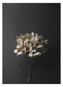 Paper Collective designové moderní obrazy Still Life 04 - Hydrangea (50 x 70 cm)