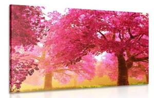 Obraz kouzelné rozkvetlé stromy třešně - 120x80 cm