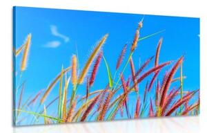 Obraz divoká tráva pod modrou oblohou - 120x80 cm