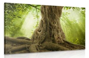 Obraz kořen stromu - 60x40 cm