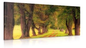 Obraz chodník podzimním lesem - 100x50 cm