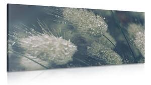 Obraz kapky rosy na trávě - 120x60 cm