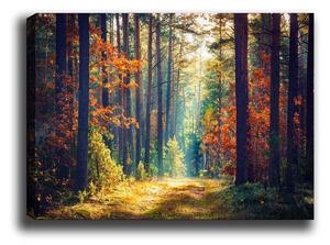 Wallity Obraz na plátně Miracle forest 50x70 cm