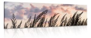 Obraz klásky dlouhé trávy - 150x50 cm