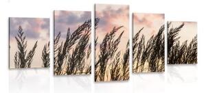 5-dílný obraz tráva při zapadajícím slunci - 200x100 cm